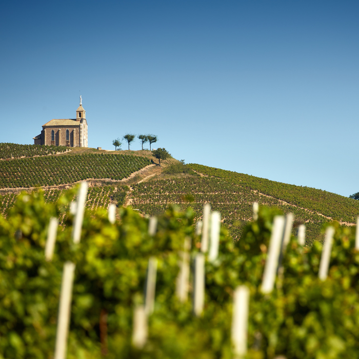 2022 Beaune Clos des Mouches Blanc, Burgund, Frankreich