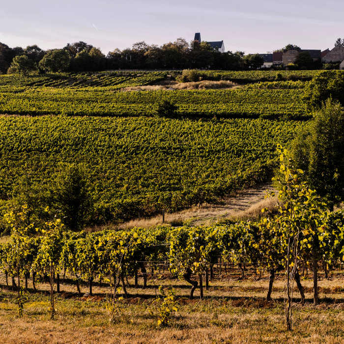 2018 Bio Spätburgunder Kreuz GG, Rheinhessen, Deutschland