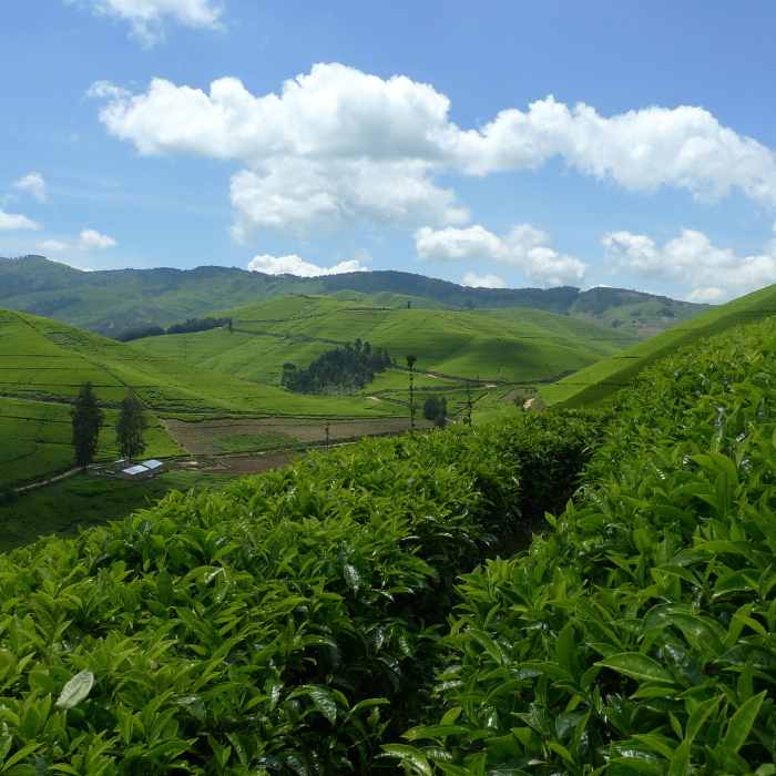 Bio Pfirsich Oolong Tee, Teebeutel