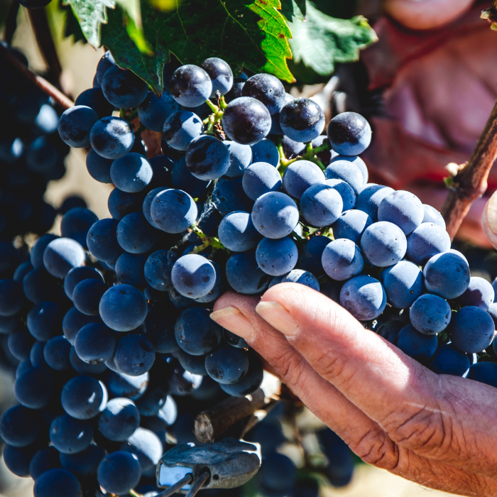 2019 Bio  Il Blu, Toskana, Italien